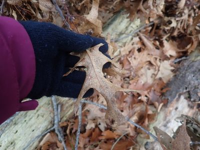 Quercus coccinea, photographed by Lynn Harper