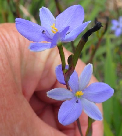 Aristea ensifolia, photographed by Nicola van Berkel