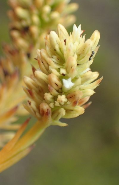 Thesium patersonae, photographed by Nicola van Berkel