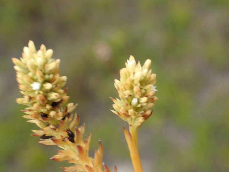Thesium patersonae, photographed by Nicola van Berkel
