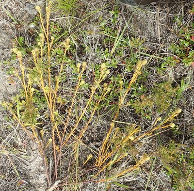 Thesium patersonae, photographed by Nicola van Berkel