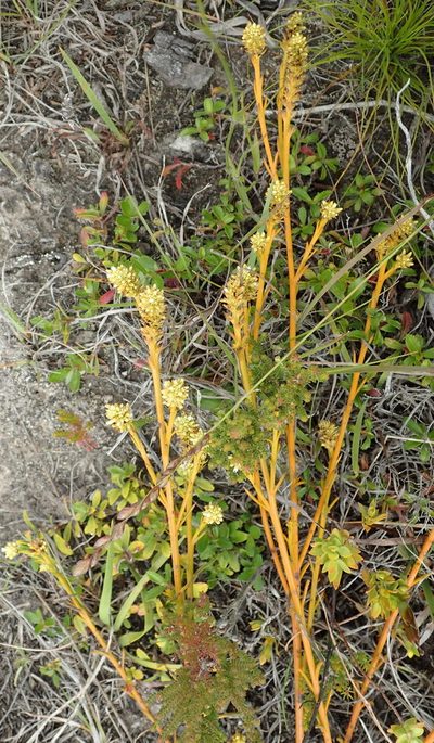 Thesium patersonae, photographed by Nicola van Berkel