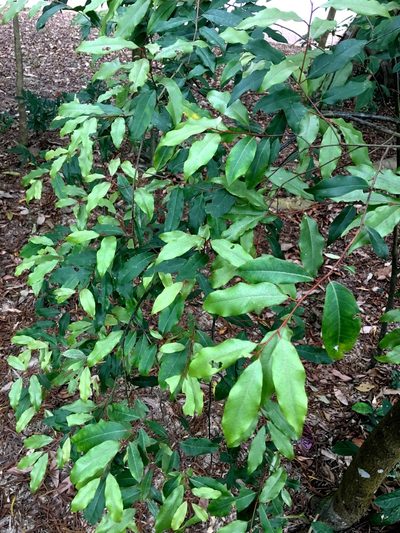 Elaeagnus loureiroi, photographed by Yj