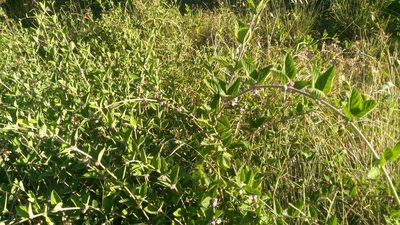 Lippia alba, photographed by Agustina Medina