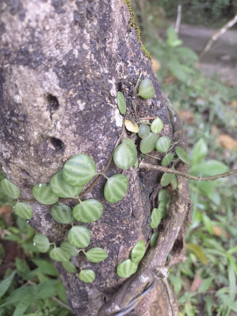 Peperomia quadrangularis, photographed by Jorge I. Merchán Mayorga