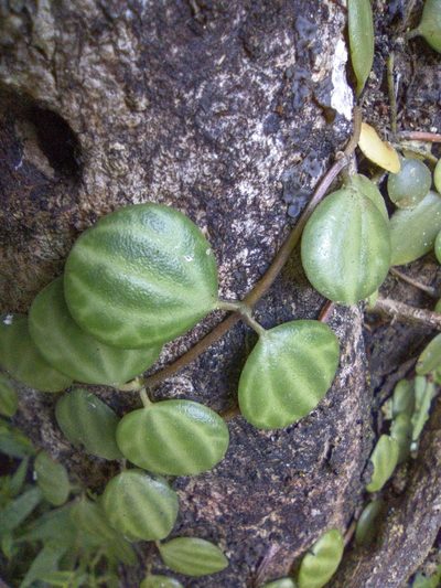 Peperomia quadrangularis, photographed by Jorge I. Merchán Mayorga