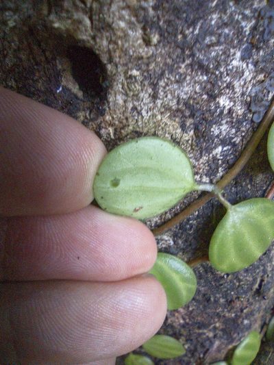 Peperomia quadrangularis, photographed by Jorge I. Merchán Mayorga