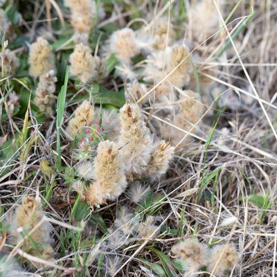 Ptilotus spathulatus, photographed by Kym Nicolson