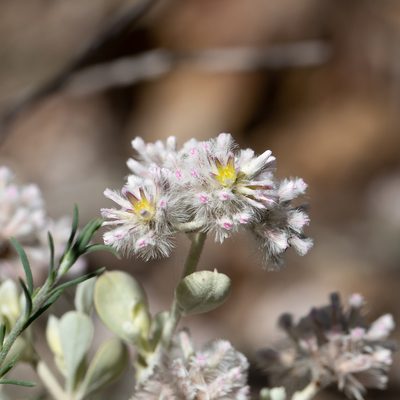 Ptilotus obovatus, photographed by Kym Nicolson