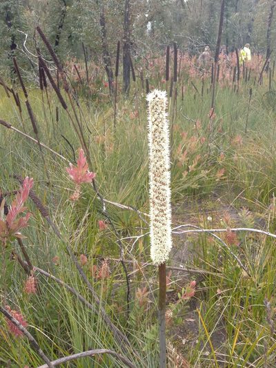 Xanthorrhoea resinosa, photographed by Michael McBain