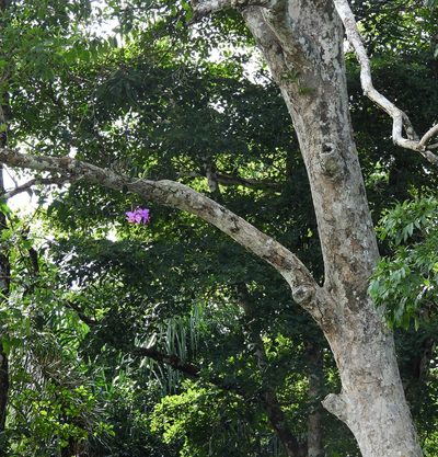 Cattleya violacea, photographed by Sidnei Dantas