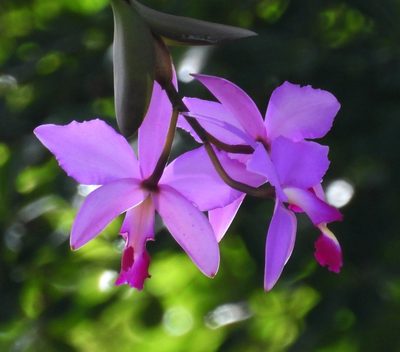 Cattleya violacea, photographed by Sidnei Dantas