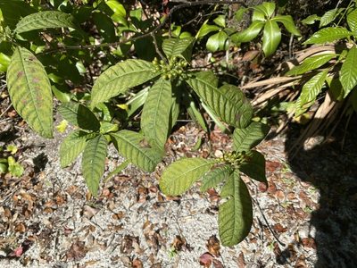 Psychotria tenuifolia, photographed by Judy Gallagher