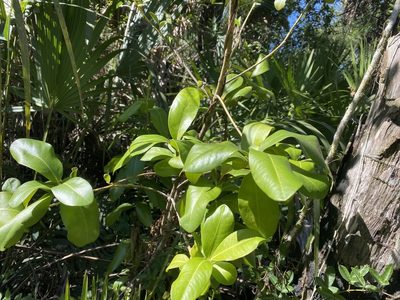 Myrsine cubana, photographed by Judy Gallagher