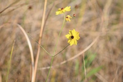 Coreopsis leavenworthii, photographed by Neli Kanonerova