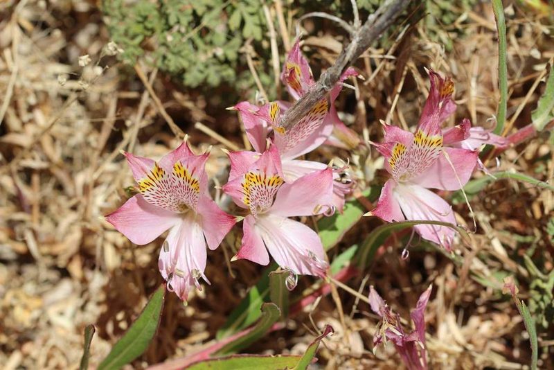 Alstroemeria hookeri, photographed by Cesar Ormazabal