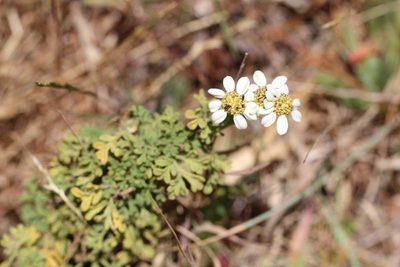 Bahia ambrosioides, photographed by Cesar Ormazabal