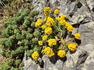 Calceolaria integrifolia, photographed by Cesar Ormazabal