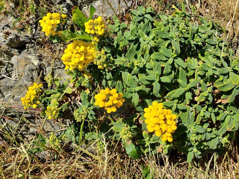 Calceolaria integrifolia, photographed by Cesar Ormazabal