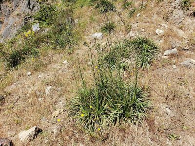 Eryngium paniculatum, photographed by Cesar Ormazabal