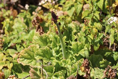 Francoa appendiculata, photographed by Cesar Ormazabal