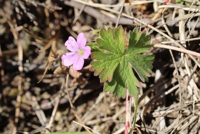 Geranium core-core, photographed by Cesar Ormazabal