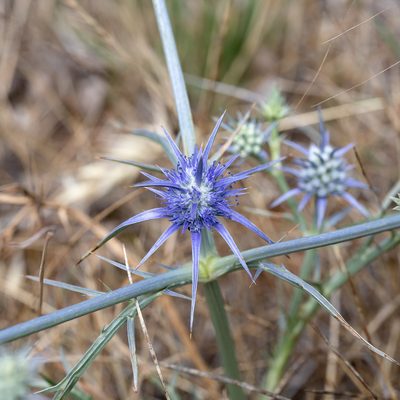 Eryngium ovinum, photographed by Kym Nicolson