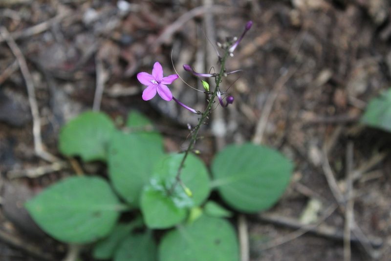 Pseuderanthemum alatum, photographed by Ricard Busquets Reverte