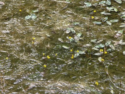Utricularia vulgaris, photographed by Oleg Kosterin