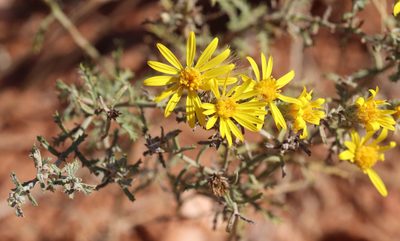 Xanthisma spinulosum, photographed by Catherine C. Galley