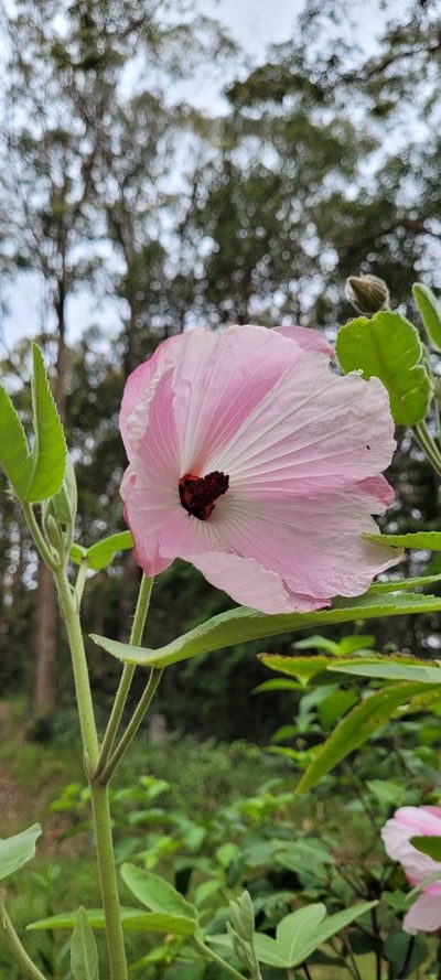 Sabdariffa splendens, photographed by Eamonn Culhane