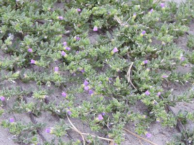 Calibrachoa parviflora, photographed by Leonel Roget