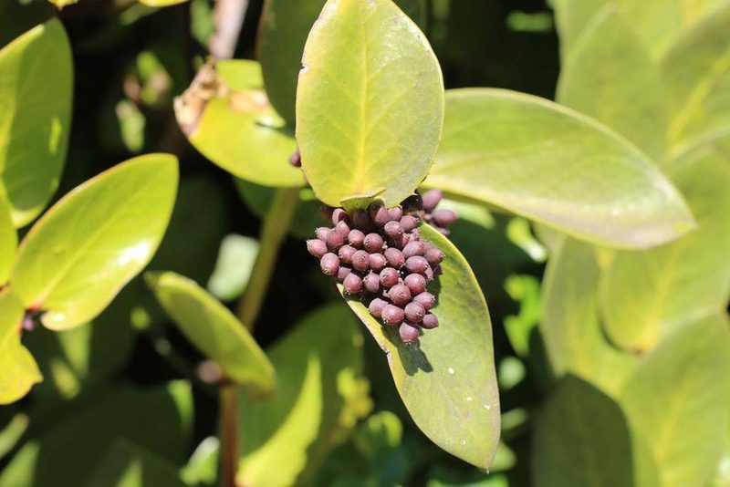 Griselinia scandens, photographed by Cesar Ormazabal