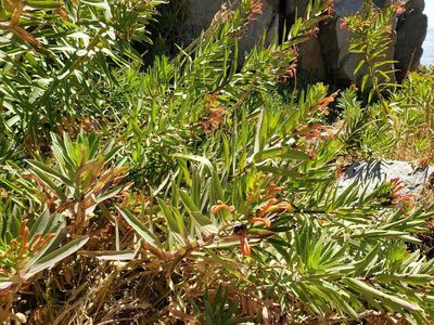 Lobelia excelsa, photographed by Cesar Ormazabal