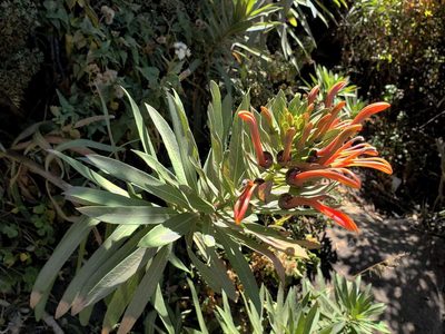 Lobelia excelsa, photographed by Cesar Ormazabal