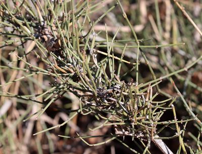 Ephedra antisyphilitica, photographed by Catherine C. Galley