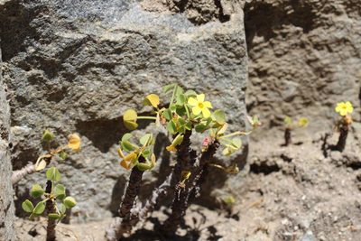 Oxalis mirbelii, photographed by Cesar Ormazabal