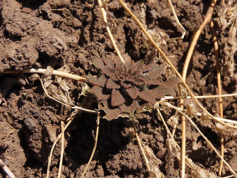 Viola subandina, photographed by Nicolás Lavandero