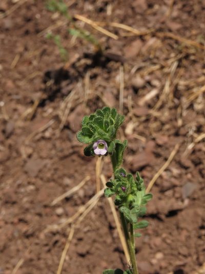 Phacelia cumingii, photographed by Nicolás Lavandero
