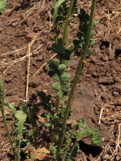 Phacelia cumingii, photographed by Nicolás Lavandero