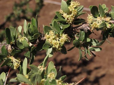 Trevoa quinquenervia, photographed by Nicolás Lavandero