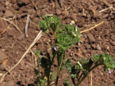 Phacelia cumingii, photographed by Nicolás Lavandero