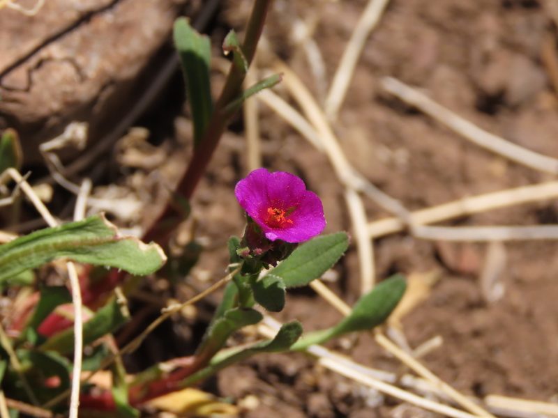Calandrinia compressa, photographed by Nicolás Lavandero