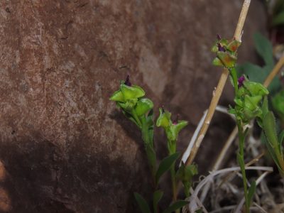 Calandrinia compressa, photographed by Nicolás Lavandero
