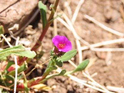 Calandrinia compressa, photographed by Nicolás Lavandero