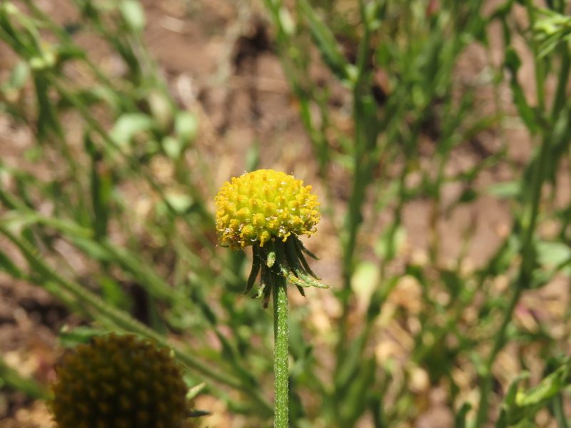 Helenium aromaticum, photographed by Nicolás Lavandero