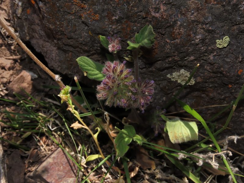 Phacelia brachyantha, photographed by Nicolás Lavandero