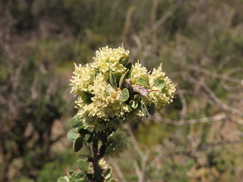 Trevoa quinquenervia, photographed by Nicolás Lavandero