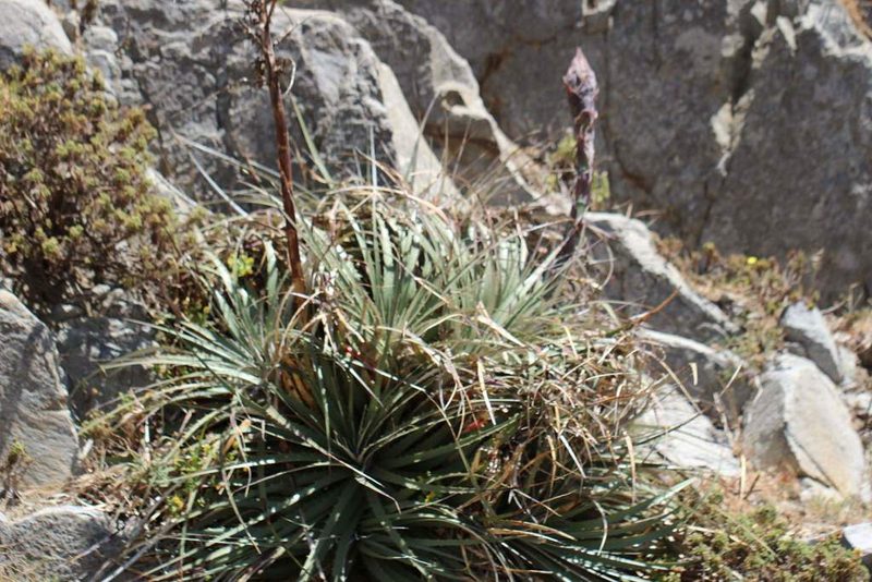 Puya coerulea, photographed by Cesar Ormazabal