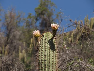 Leucostele chiloensis, photographed by Nicolás Lavandero
